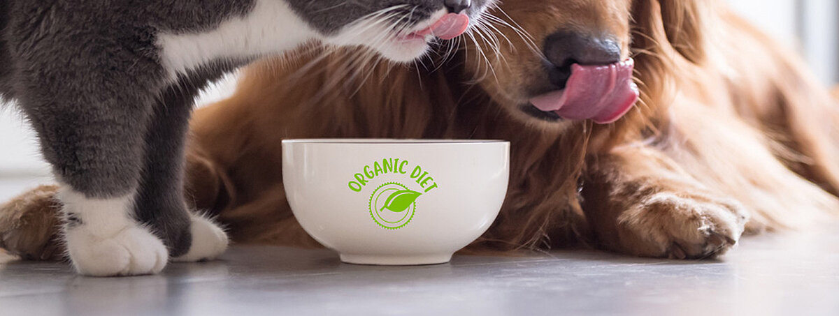 cat and Dog eating